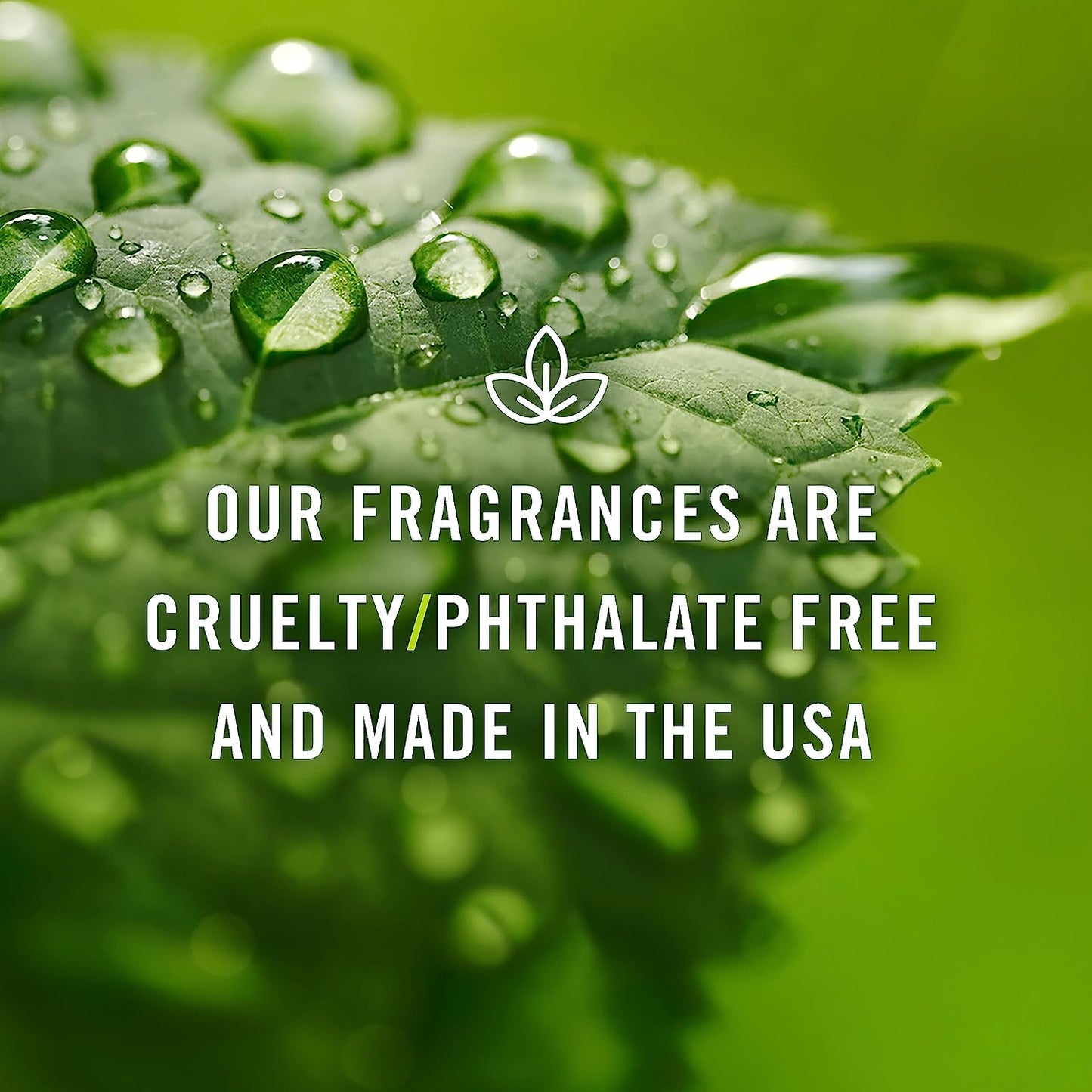 Bamboo Fragrance Oil - Premium Grade Scented Oil - 100Ml/3.3Oz