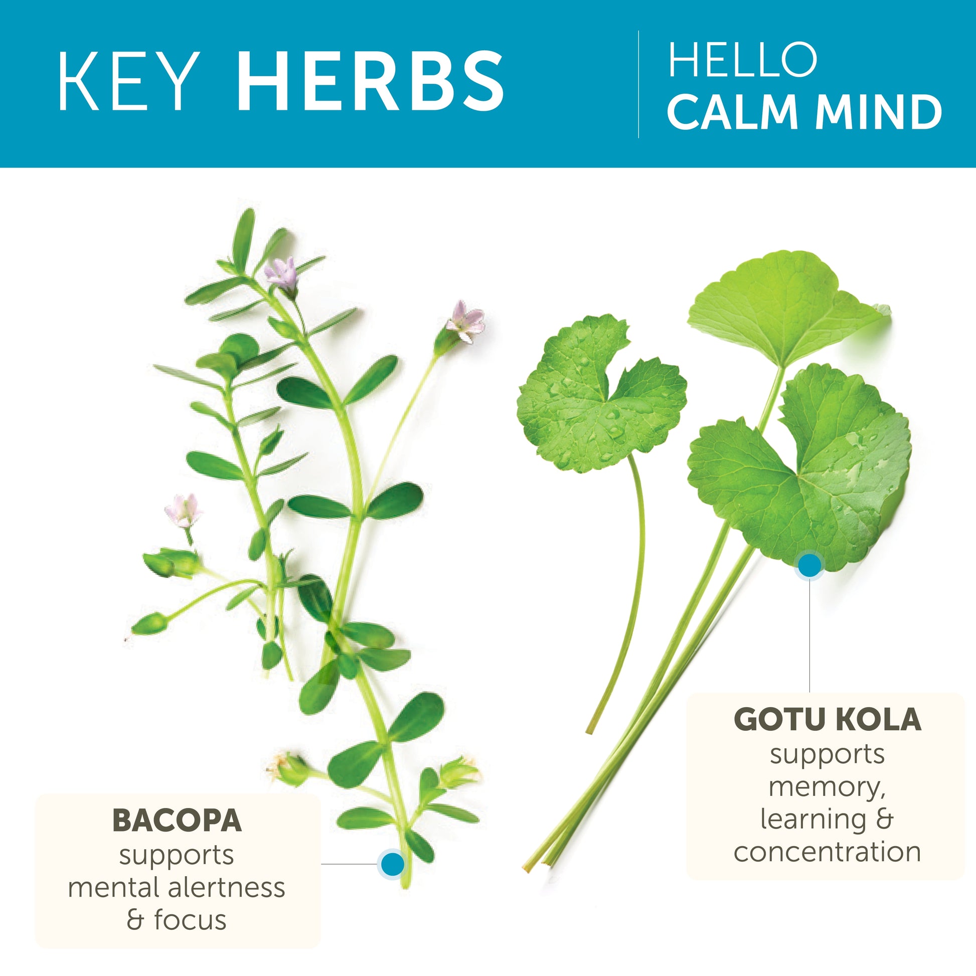 Hello Calm Mind, with Bacopa and L-Theanine, for Relaxation & Concentration, 60 Capsules