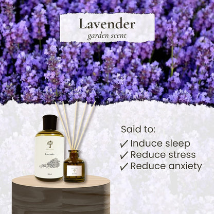 Lavender Dream Reed Diffuser for Home | Fresh Lavender & Eucalyptus Room Fragrance Reed Diffusers, Oil & Room Diffusers with Reeds Stick Set | Home Fragrance Scent Diffuser for Relaxation